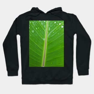 Green banana leaf vein with raindrops Hoodie